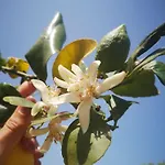 公寓 Lazulite - Sardinia *