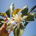 Lazulite - Sardinia